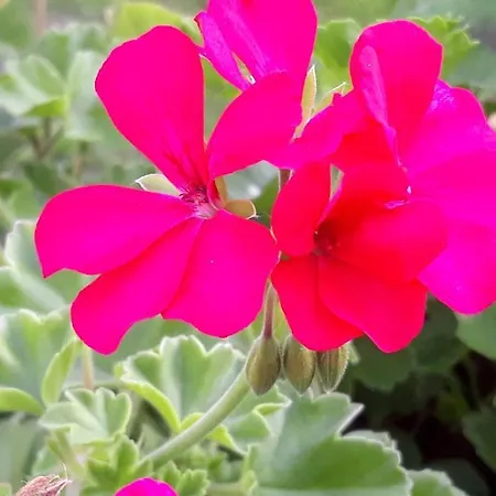 Bed and breakfast La D'hotes D'isa Moindron *